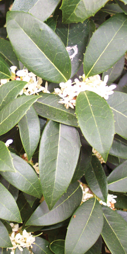 Fruitland's Tea Olive flowering