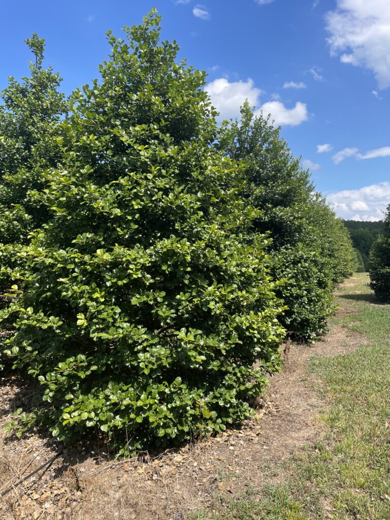 Glorious Fences Holly (1) Glorious Fences American Holly trees