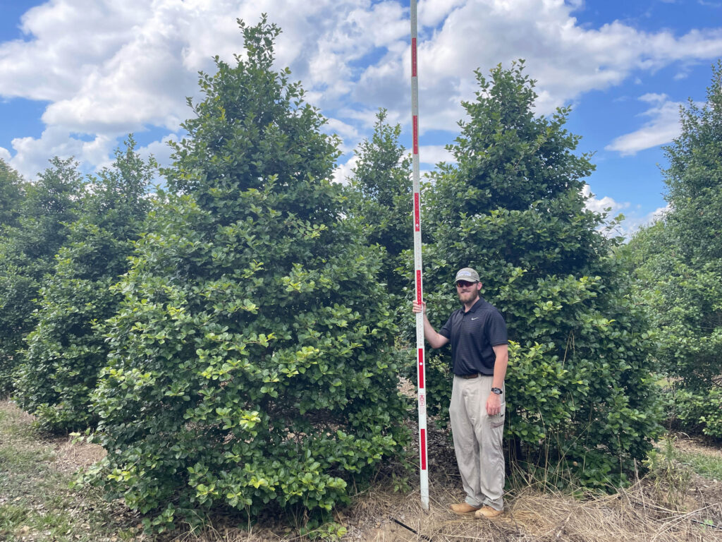 Glorious Fences Holly (5)e Glorious Fences American Holly trees