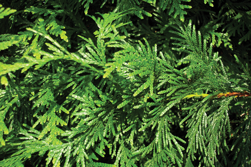 Green Giant Arborvitae foliage