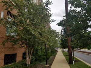 Hanover College Park - Domain - College Park, MD - DHRB - After Photo