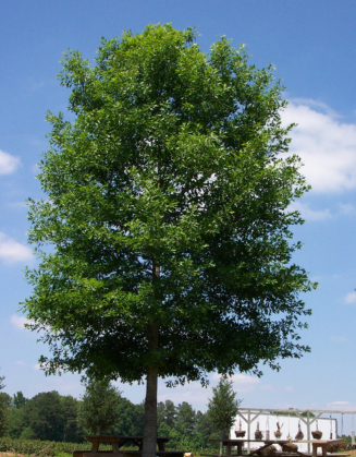 Highpoint Nuttall Oak tree