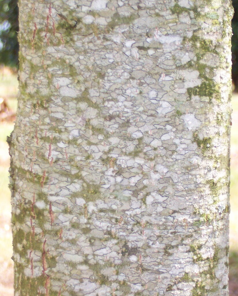 Highpoint bark Highpoint Nuttall Oak tree bark