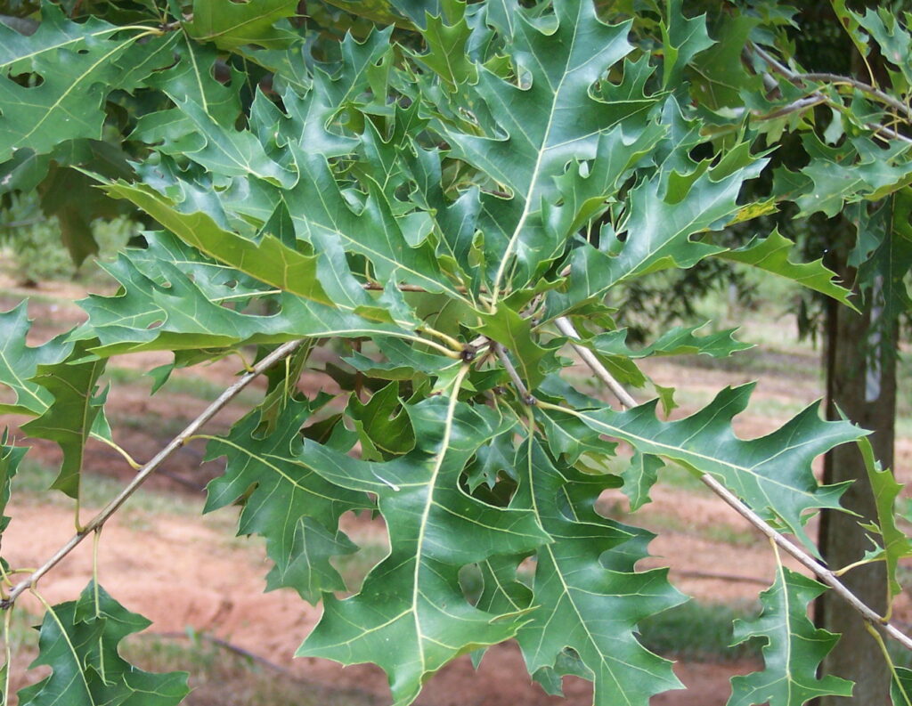 Highpoint leaf Highpoint Nuttall Oak tree leaf