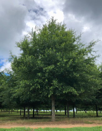 Hightower Willow Oak tree