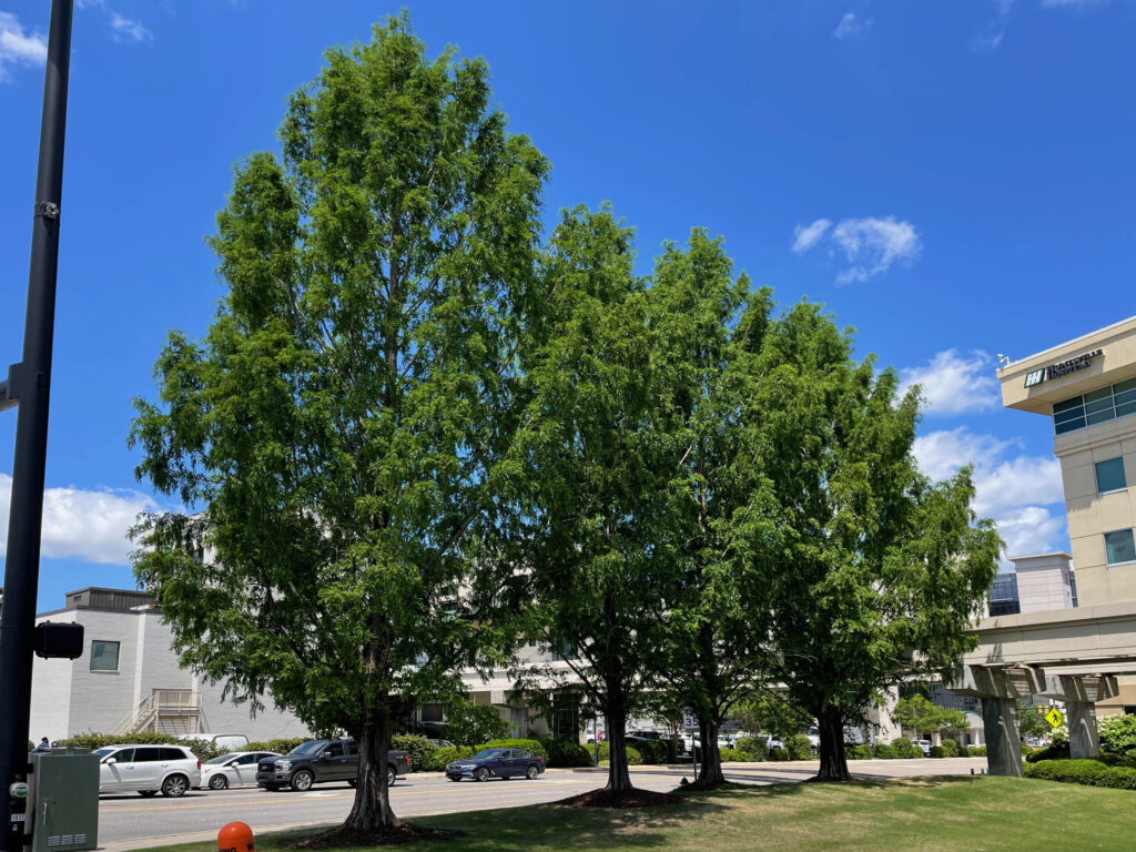 Huntsville Hospital Governor’s Park Drive – Huntsville, AL – Palatial – After Photo Huntsville Hospital Governor’s Park Drive - Huntsville, AL - Palatial - After Photo