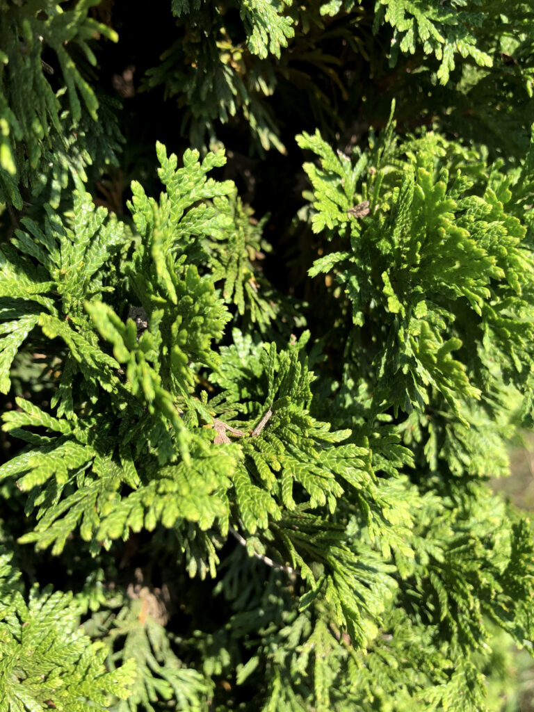 DeGroot Spire Arborvitae foliage