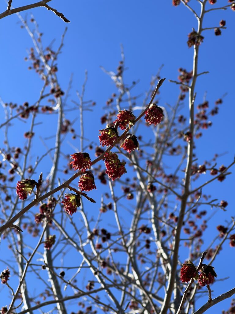 Contemplation Parrotia foliage