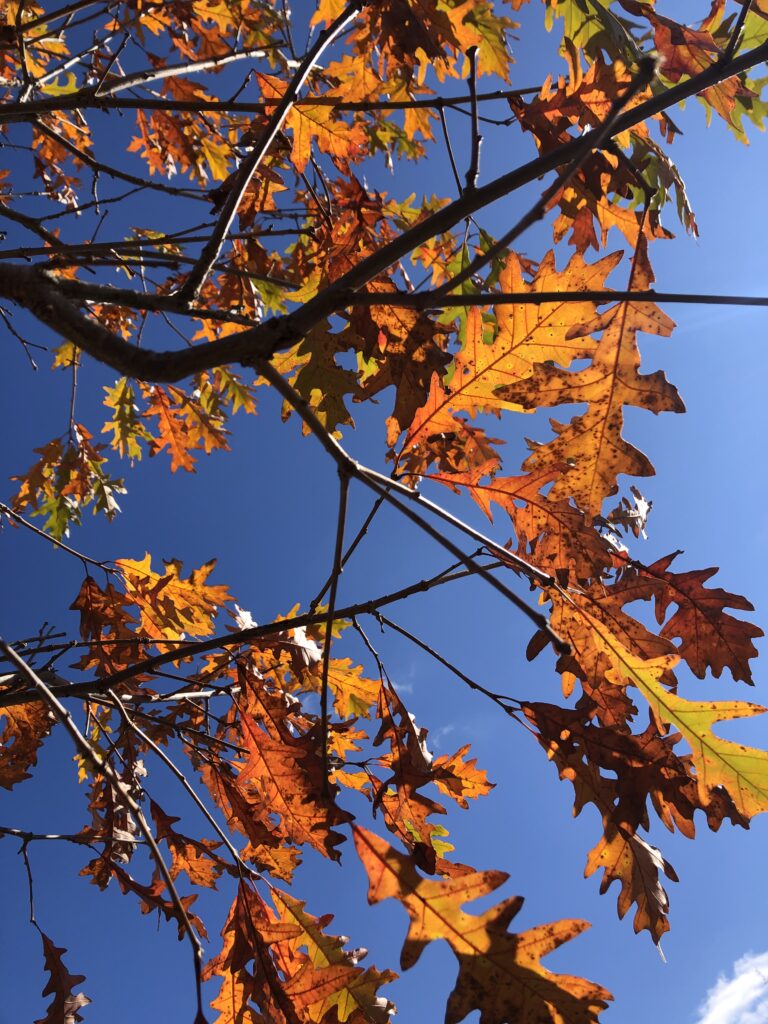 Highbeam Overcup leaves in the fall