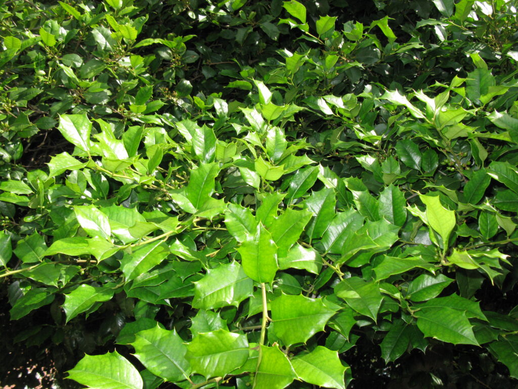 IMG_4932 Glorious Fences American Holly tree leaves