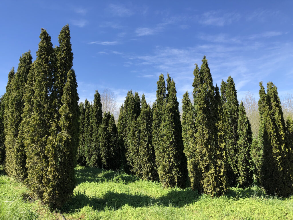 DeGroot Spire Arborvitae trees