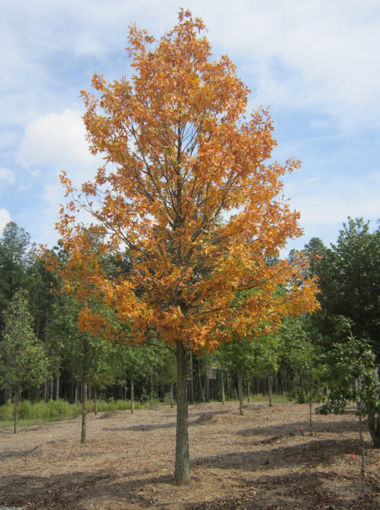 Highbeam Overcup fall colors