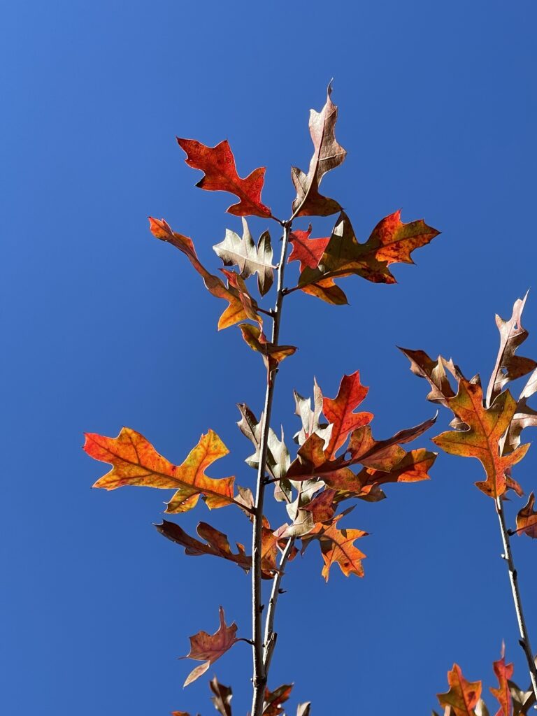 IMG_6337 Jaybird Georgia Oak fall foliage
