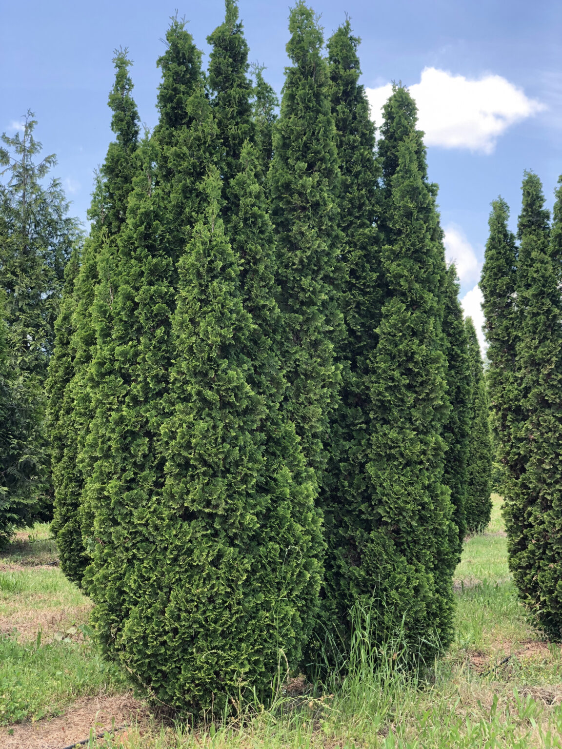 DeGroot Spire Arborvitae - Select Trees