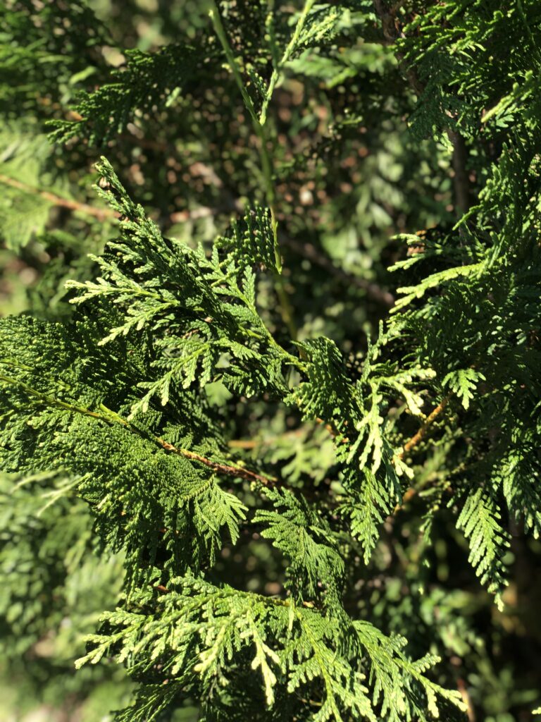 IMG_8475 Hetz Arborvitae tree foliage