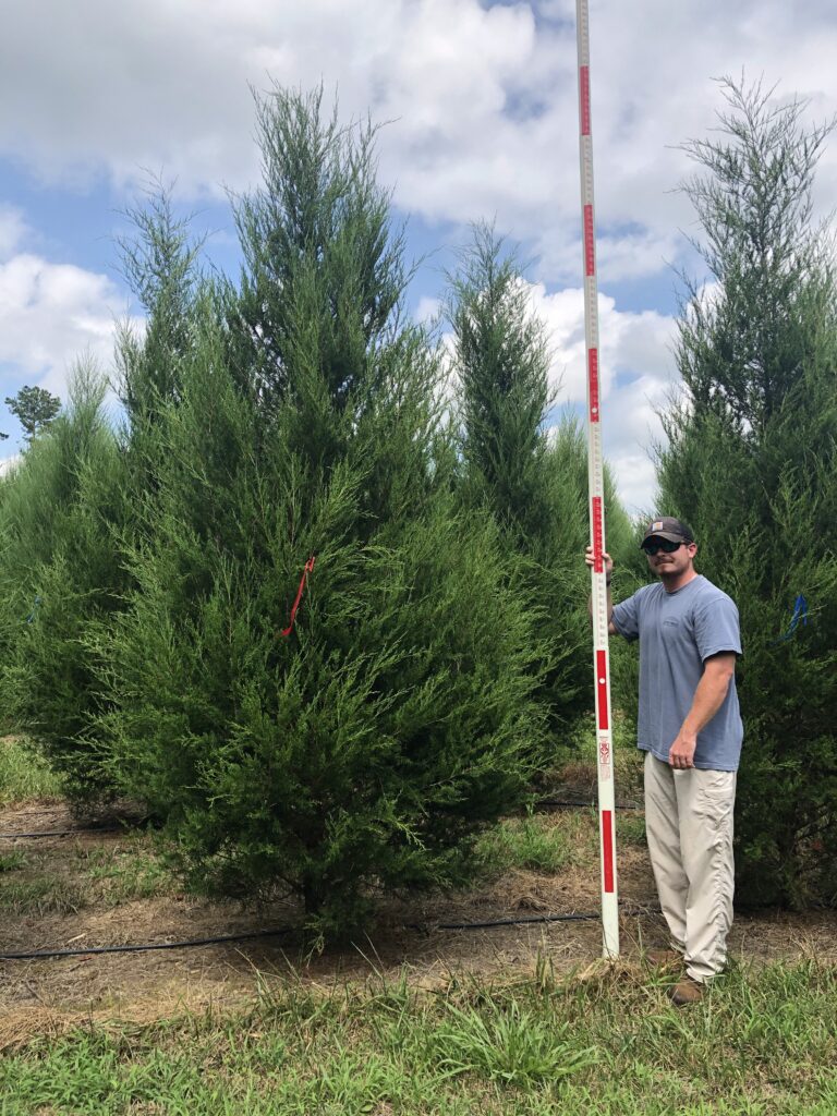 Providence Eastern Red Cedar tree