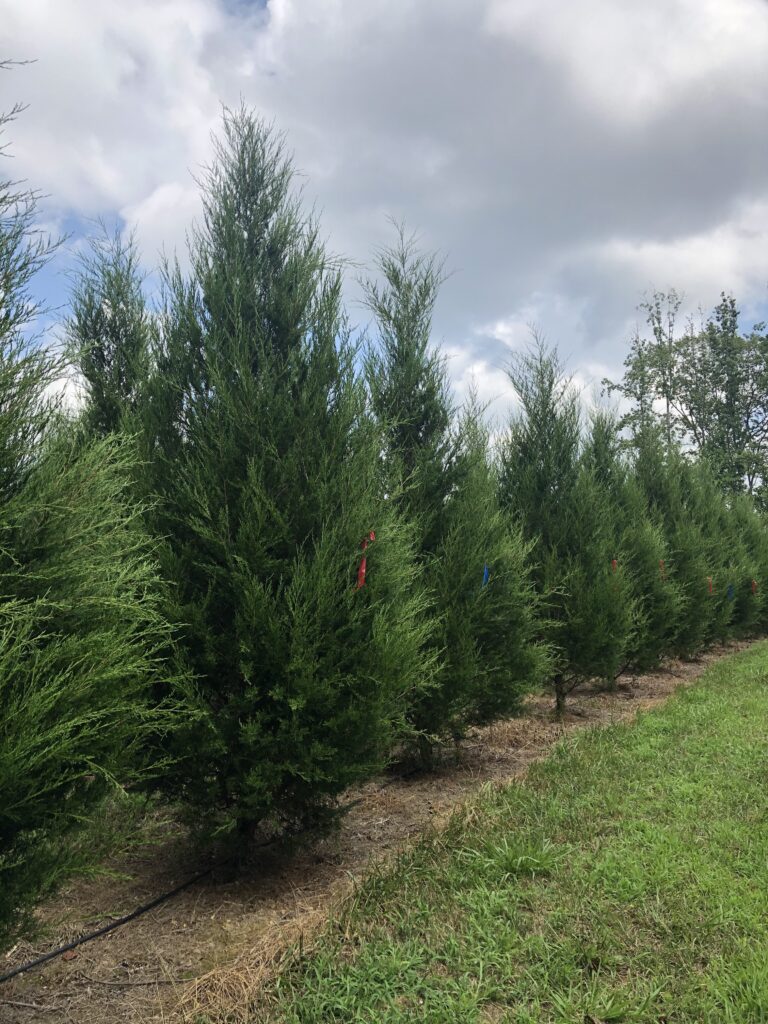 Providence Eastern Red Cedar trees