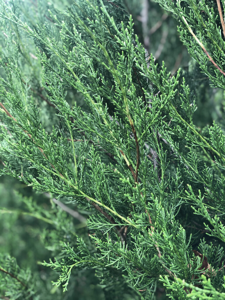 Providence Eastern Red Cedar foliage
