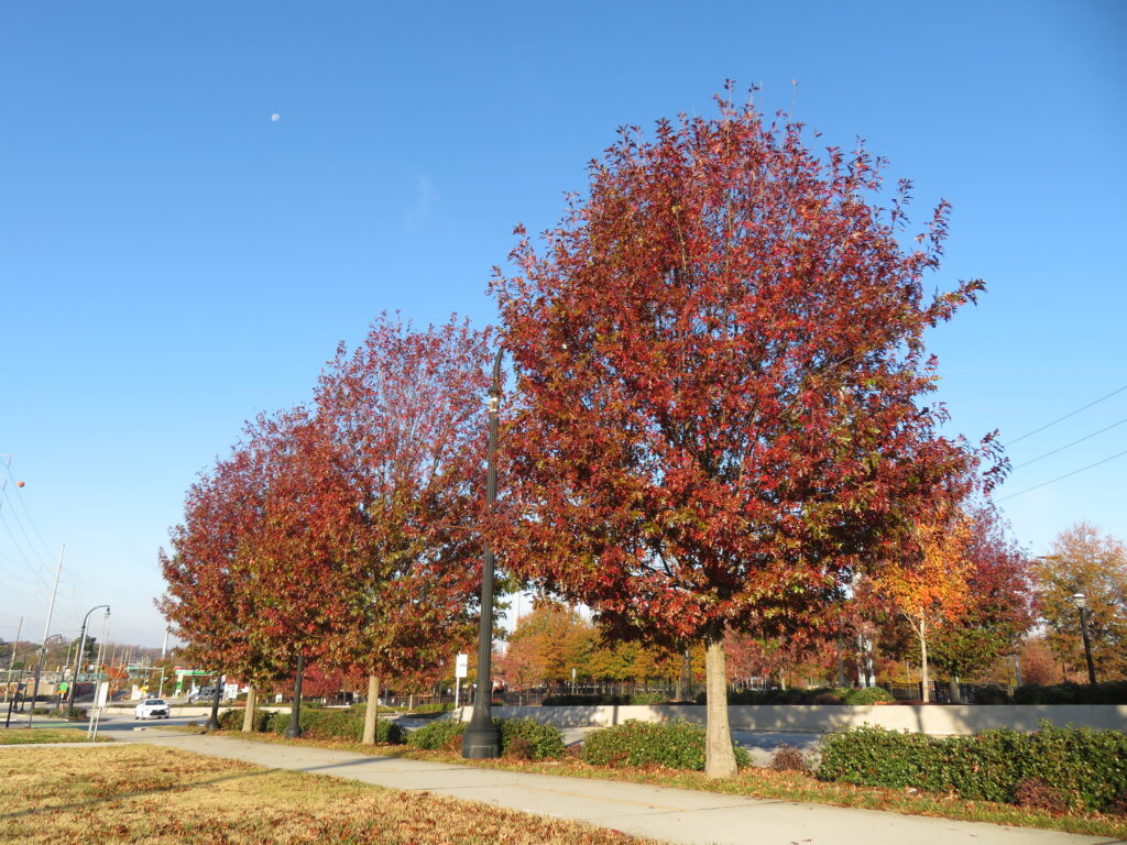 Ivan Allen Jr. Blvd – Atlanta, GA – Esplanade – After Photo Ivan Allen Jr. Blvd - Atlanta, GA - Esplanade - After Photo