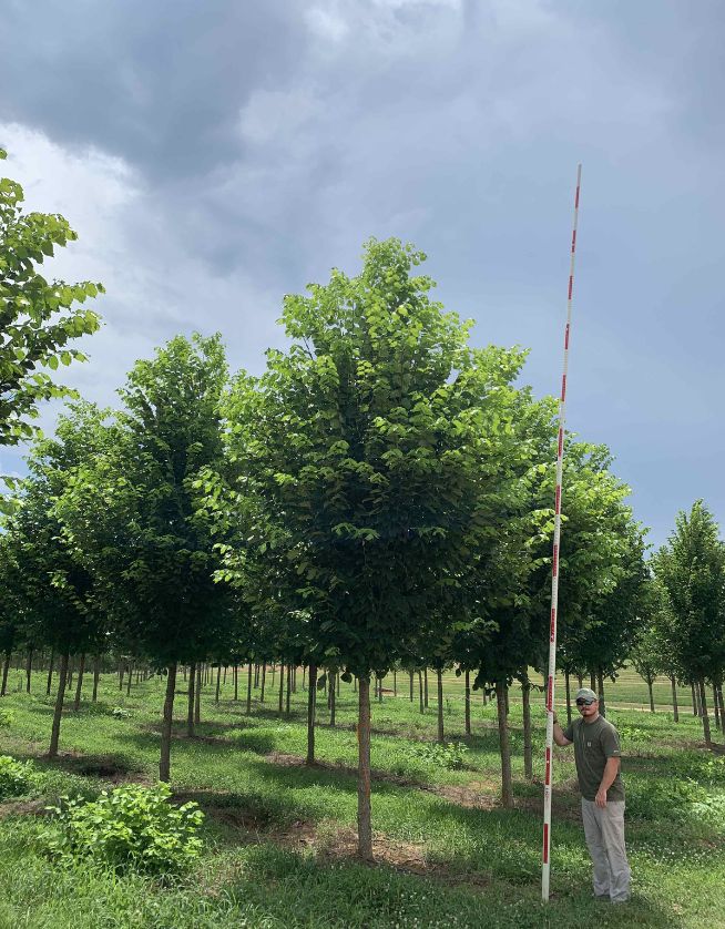 Jefferson American Elm - Cover Photo - 05.06.25