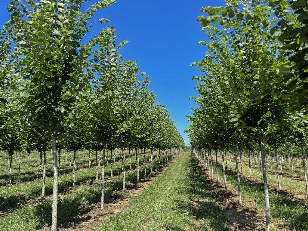 Jefferson American Elm (4) Jefferson American Elm trees