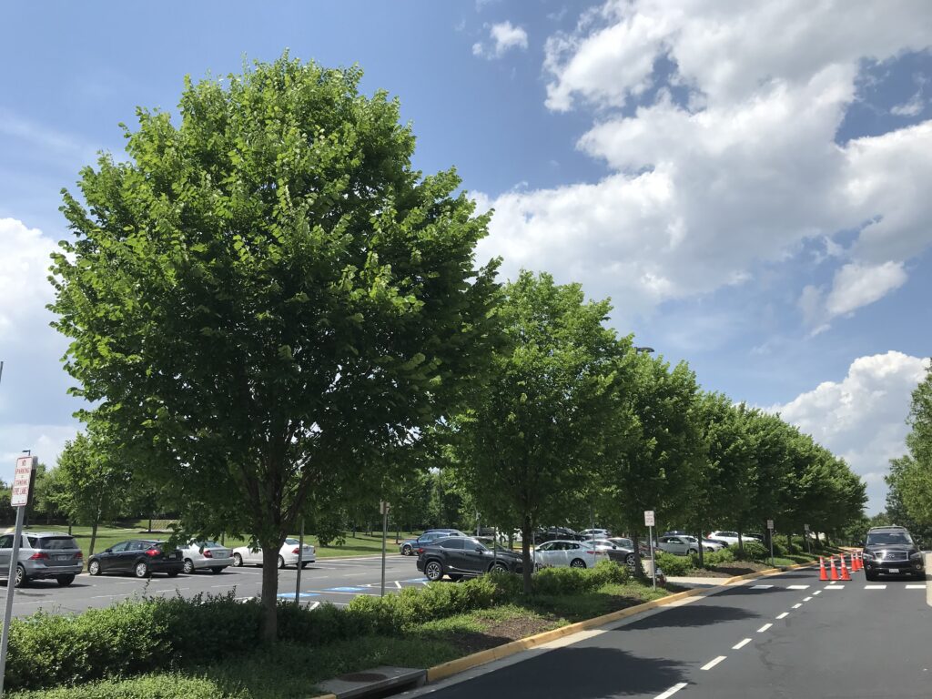 King Abdullah Academy – Fairfax, VA – Jefferson – After Photo King Abdullah Academy - Fairfax, VA - Jefferson - After Photo