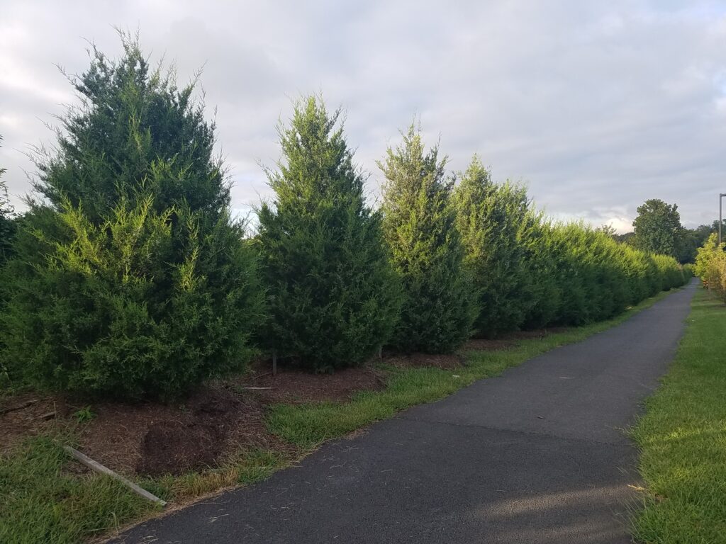 King Abdullah Academy – Fairfax, VA – Tapestry – Before Photo King Abdullah Academy - Fairfax, VA - Tapestry - Before Photo