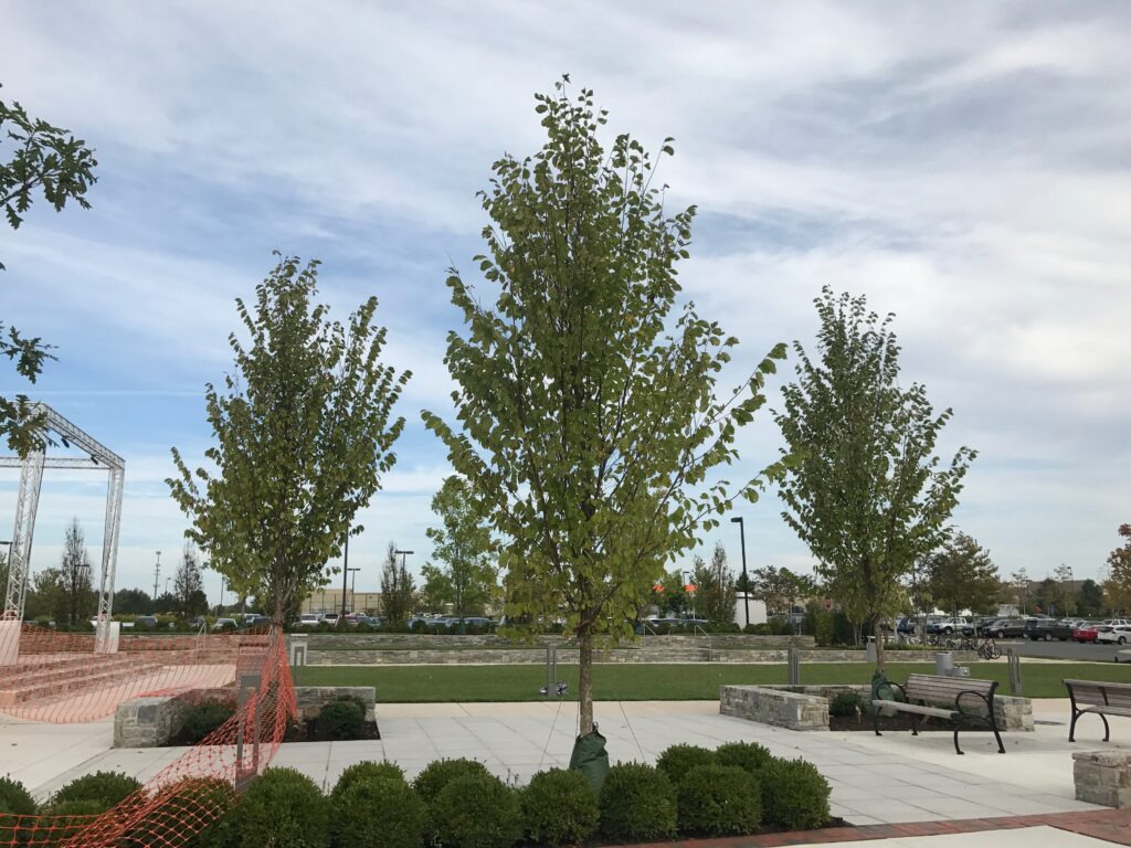 Loudon Station – Ashburn, VA – Jefferson – Before Photo Loudon Station - Ashburn, VA - Jefferson - Before Photo