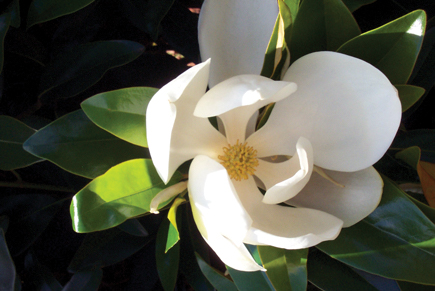 MagraAl-flower Flower on an Alta Southern Magnolia tree