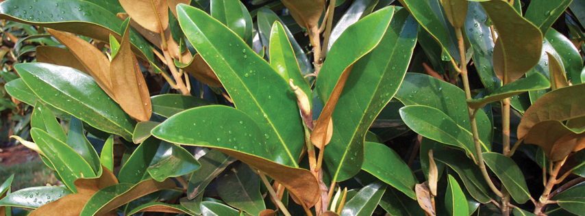 MagraAl-foliage Leaves on an Alta Southern Magnolia tree