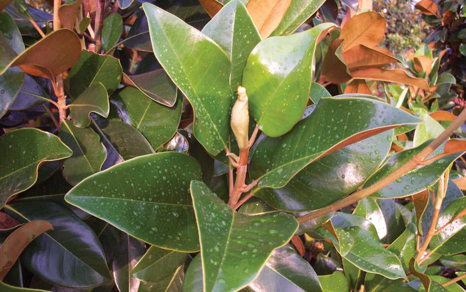 Claudia Wannamaker Southern Magnolia leaves