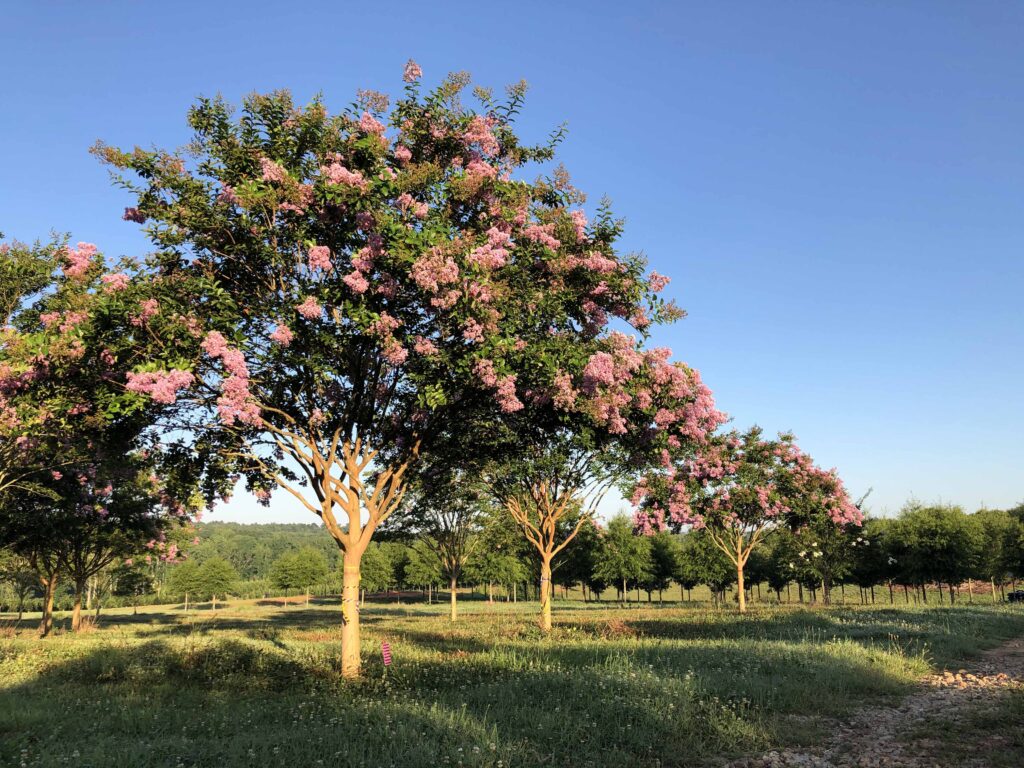 Muskogee Crapemyrtle Muskogee Crape Myrtle trees