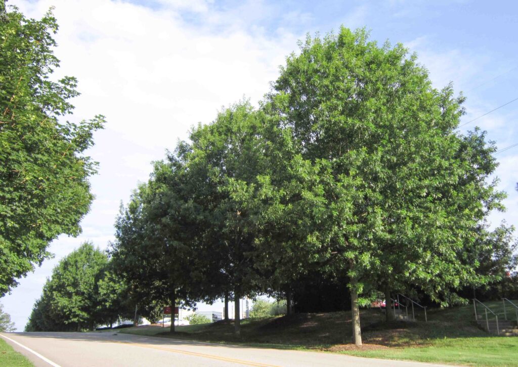 NC State University Vet Center – Raleigh, NC – Panache – After Photo (1) NC State University Vet Center - Raleigh, NC - Panache - After Photo