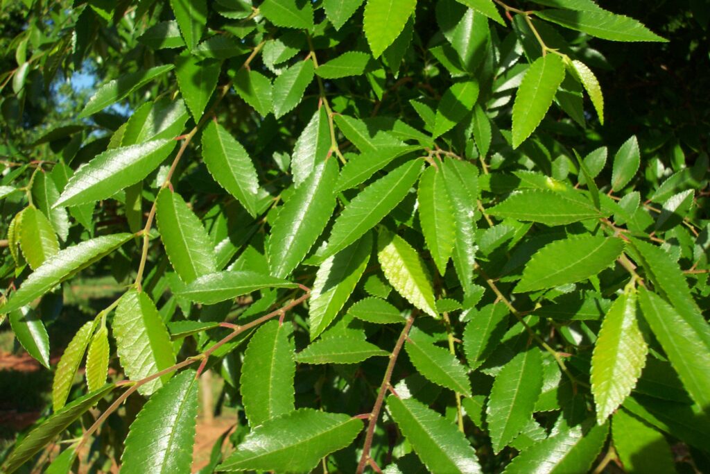P F Leaf Allee Lacebark Elm tree leaf detail