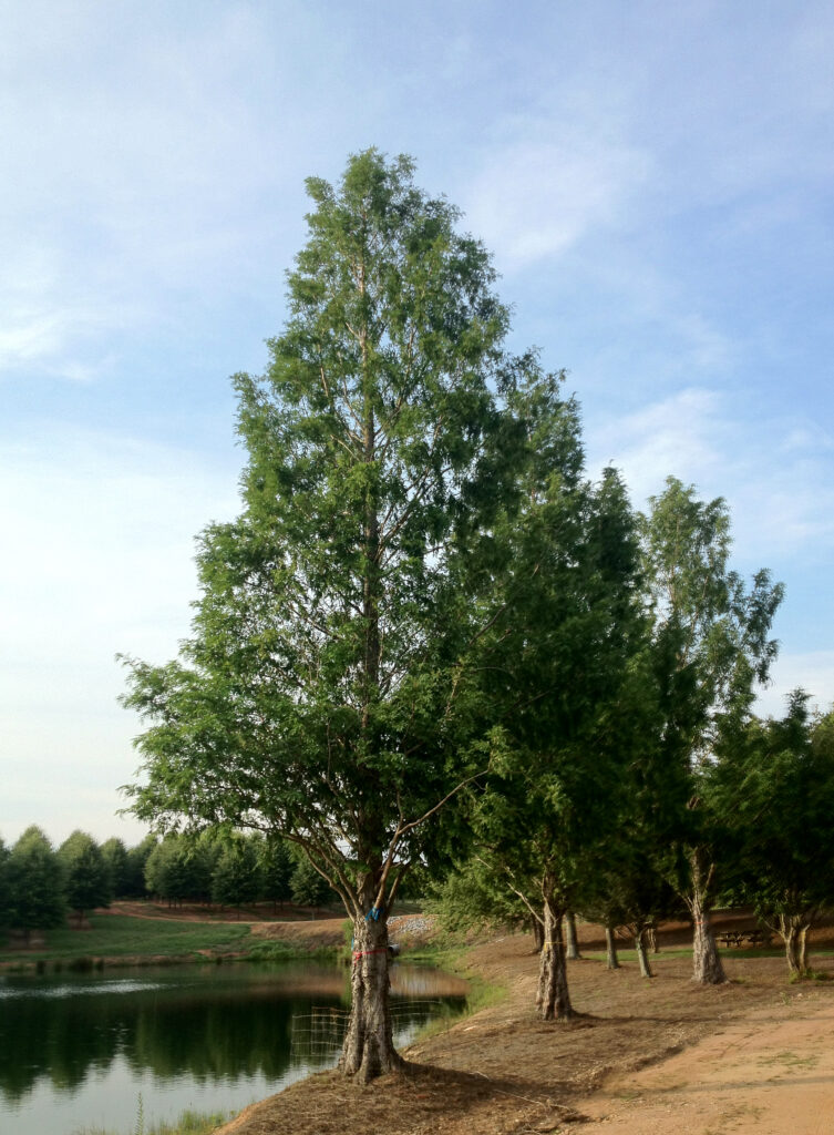 Palatial Dawn Redwood-Parent-OCO ARB 6.14.12 Palatial Dawn Redwood tree