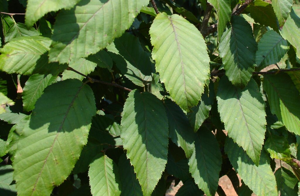Palisade Foliage Palisade American Hornbeam tree foliage