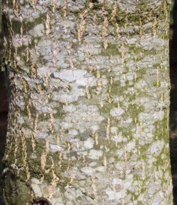 Panache bark