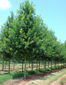 Panache Shumard Oak tree