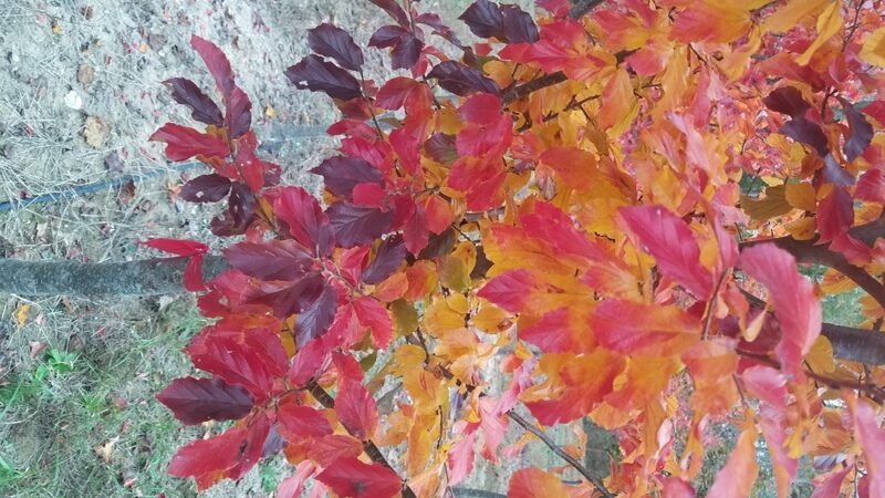 Contemplation Parrotia fall foliage