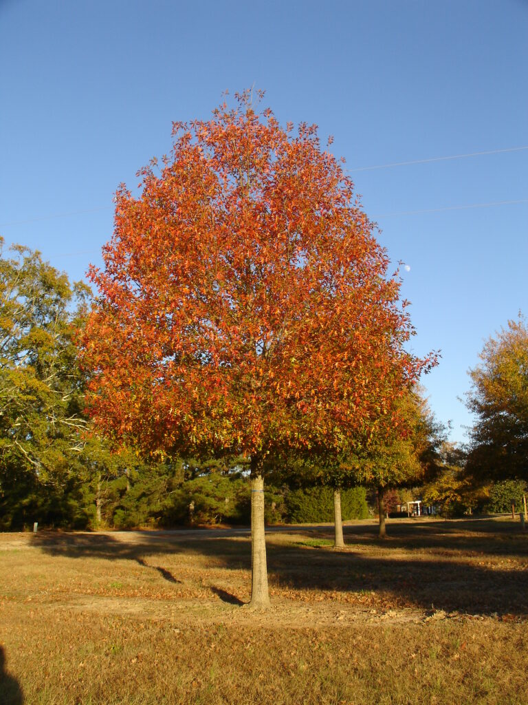Picture 013 Highpoint Nuttall Oak tree in the fall