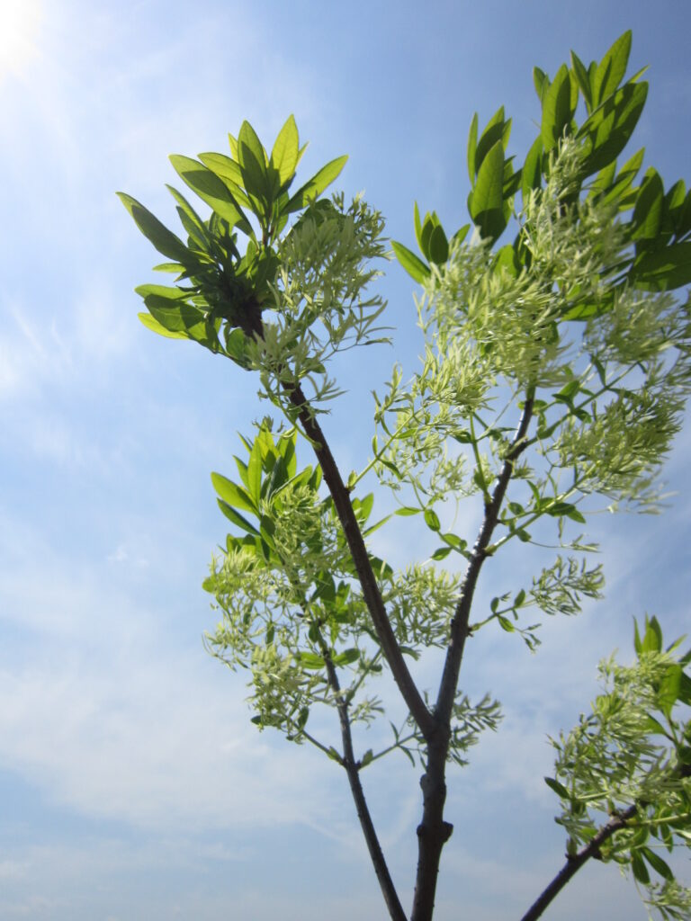 Picture 021 Serenity Fringetree foliage