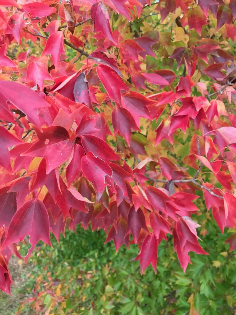 Pritchard Trident Maple – Foliage 1 Pritchard Trident Maple tree fall foliage