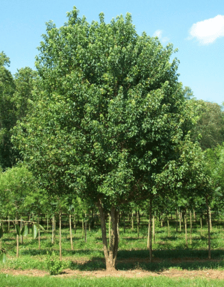 Pritchard Trident Maple Pritchard Trident Maple tree