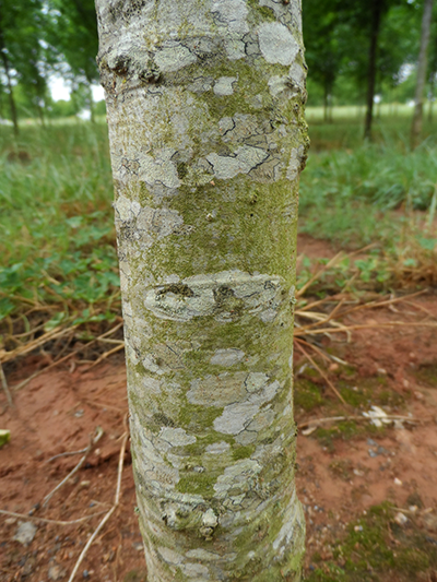 Qugeo5035-Bark-05.19 Jaybird Georgia Oak tree trunk/bark