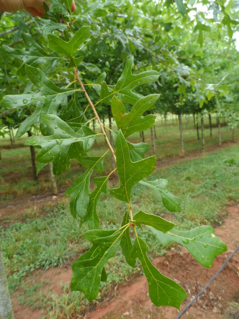 Qugeo5035-Foliage-05.19.16- (4) Jaybird Georgia Oak foliage