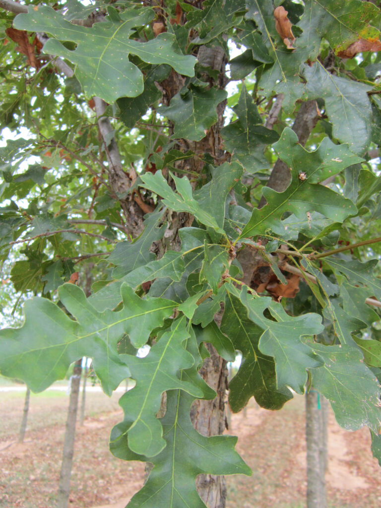 Qulyr1552-FoliageE Leaf on a Streamline Overcup Oak tree.
