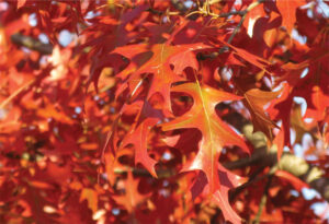 Fall leaves on Panache