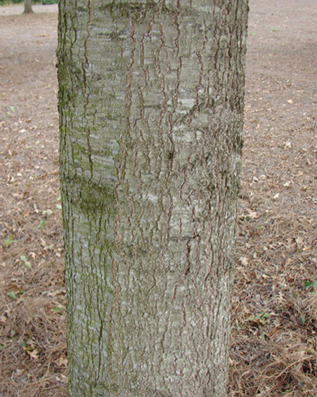 Prominence Shumard Oak tree bark