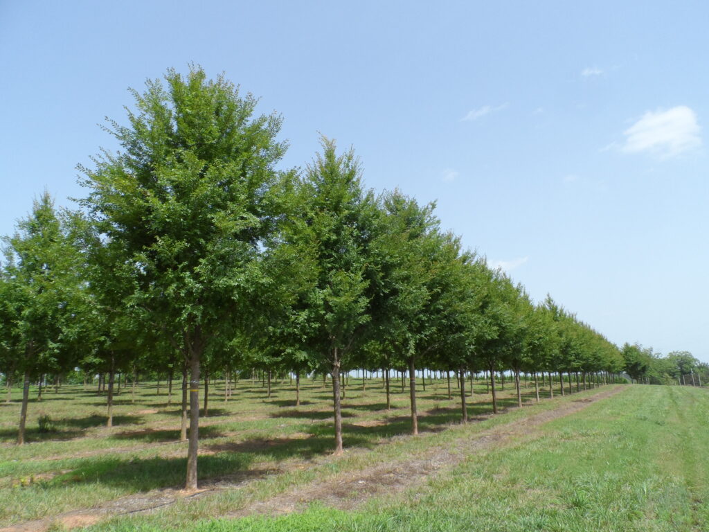 SAM_0239 Allee Lacebark Elm trees lined up