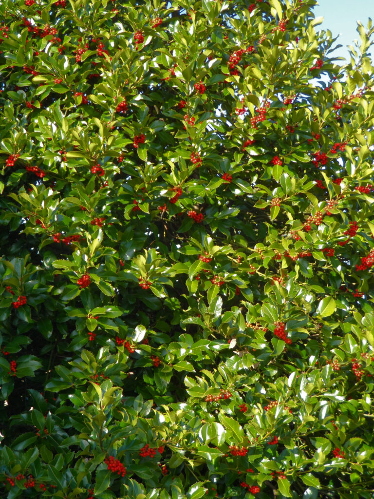 SAM_0670 Wirt L. Winn Holly tree foliage